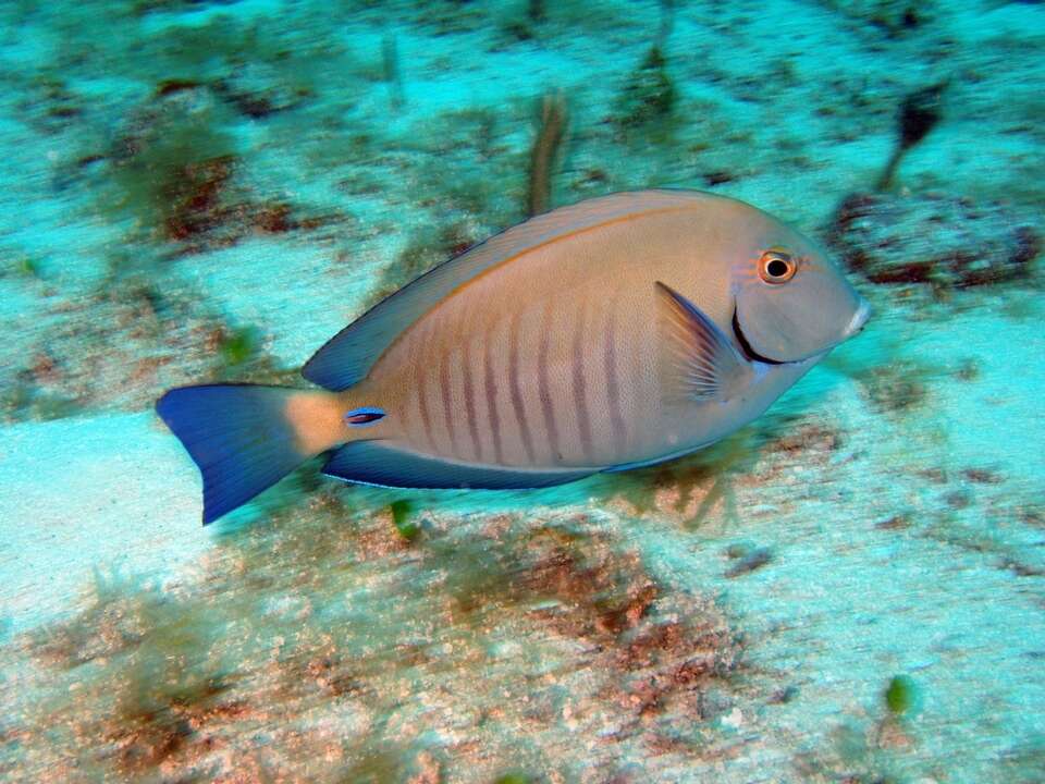 Image of Black Doctorfish