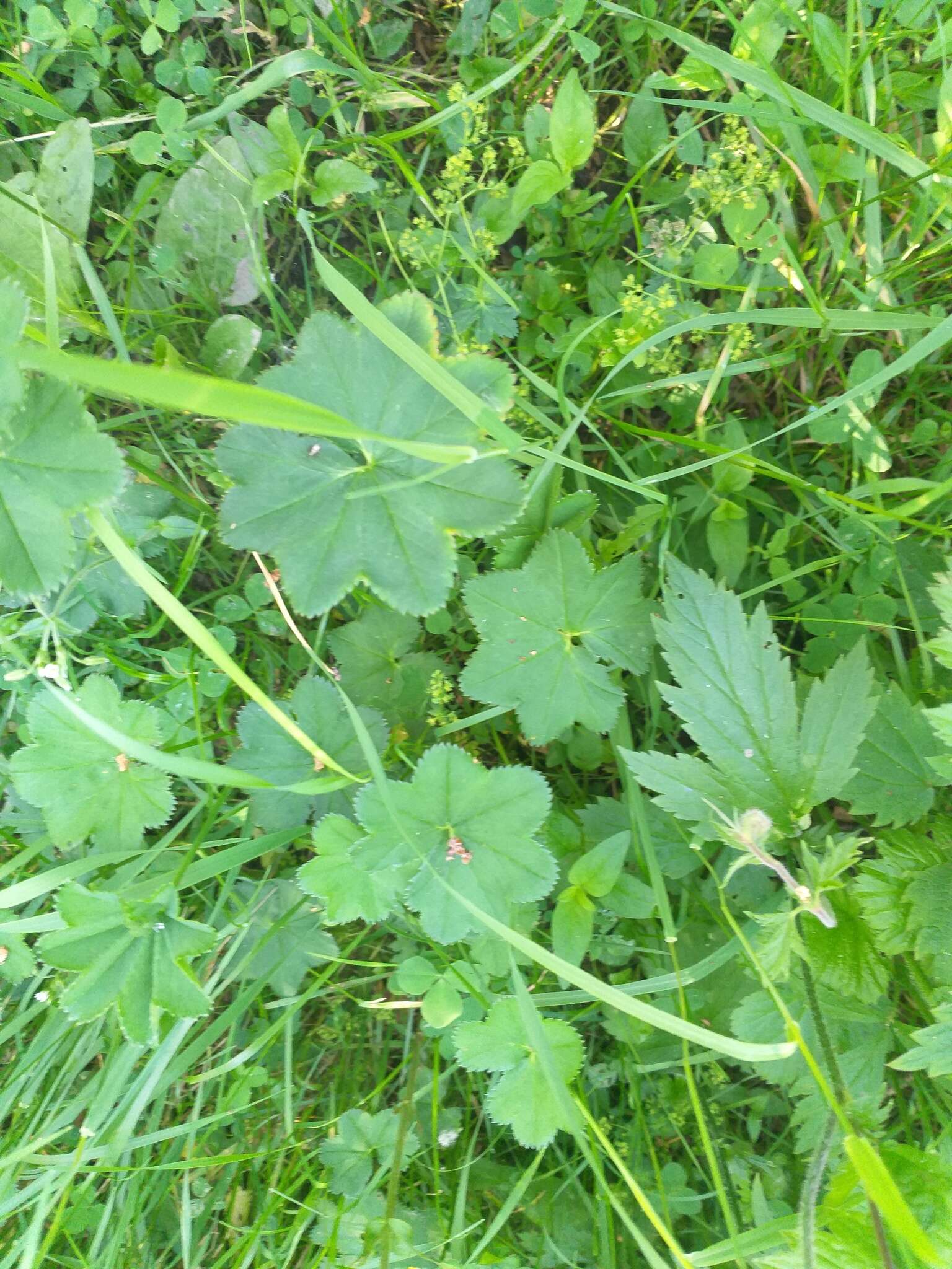 Image of Alchemilla glabricaulis H. Lindb.