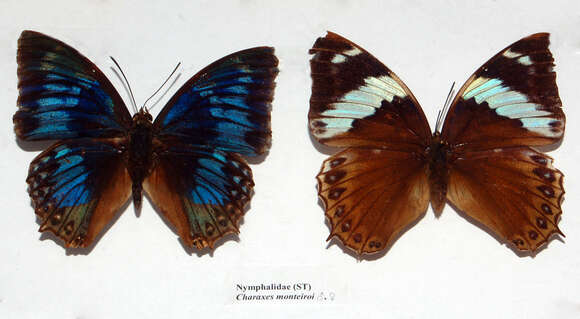 Imagem de Charaxes monteiri Staudinger 1885