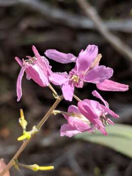 Слика од Streptanthus bracteatus A. Gray