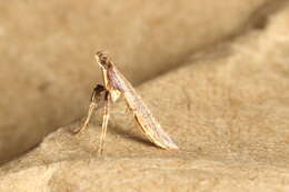 Image of Caloptilia linearis (Butler 1877)