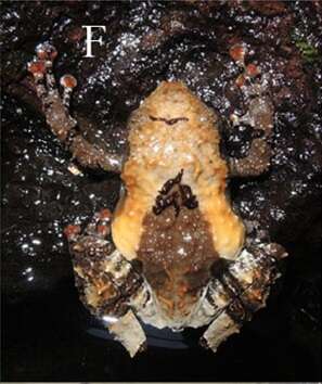 Image of Burmese camouflaged tree frog