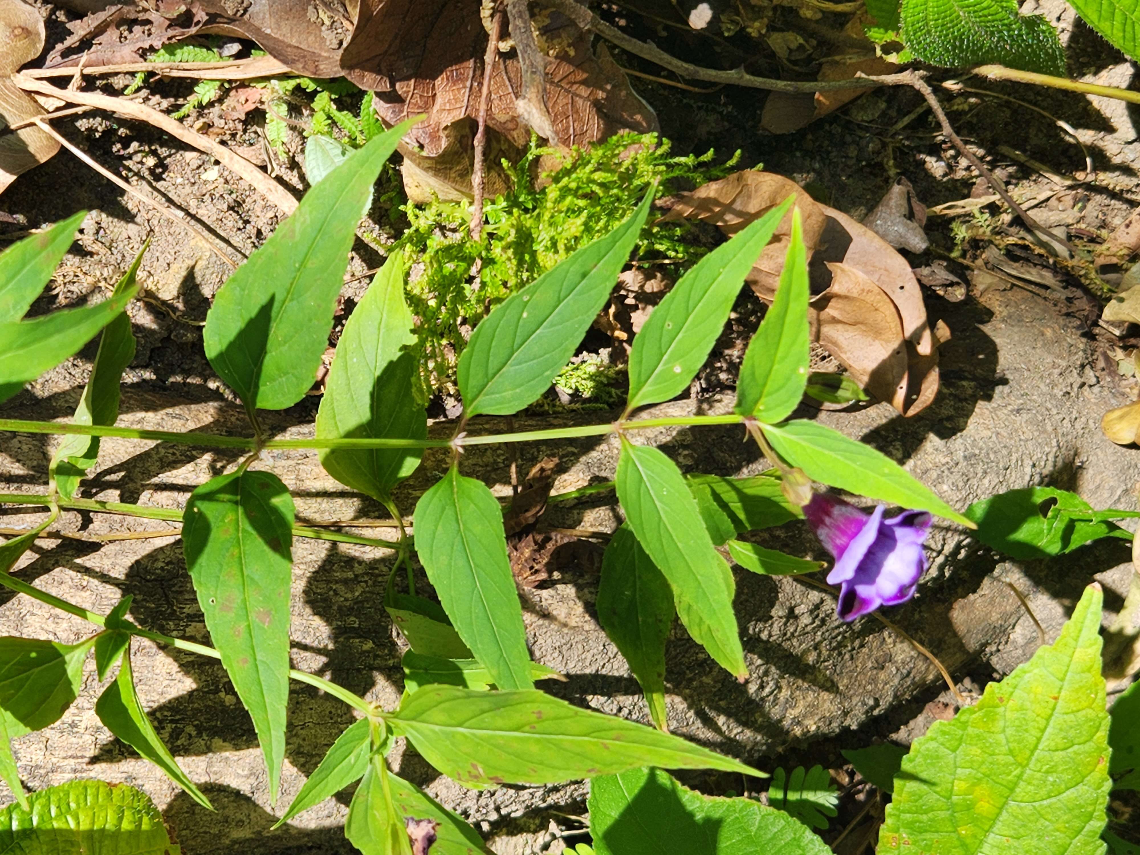 Image de Linderniaceae