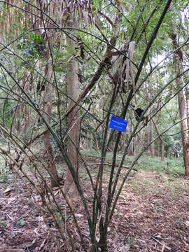 Image of male bamboo