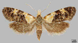 Image of Phtheochroa schreibersiana