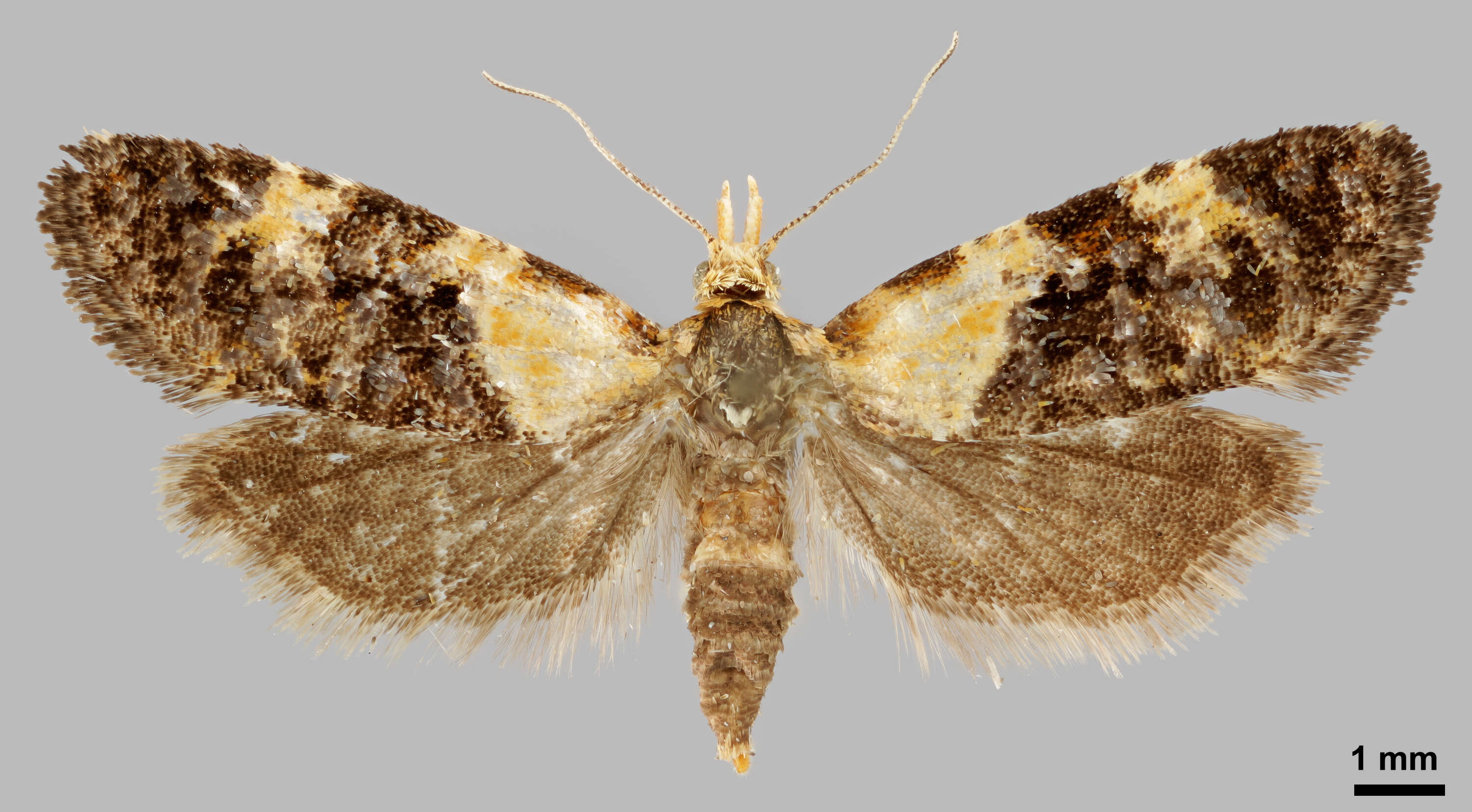 Слика од Phtheochroa schreibersiana