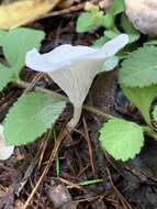 Image of Clitocybe fragrans (With.) P. Kumm. 1871