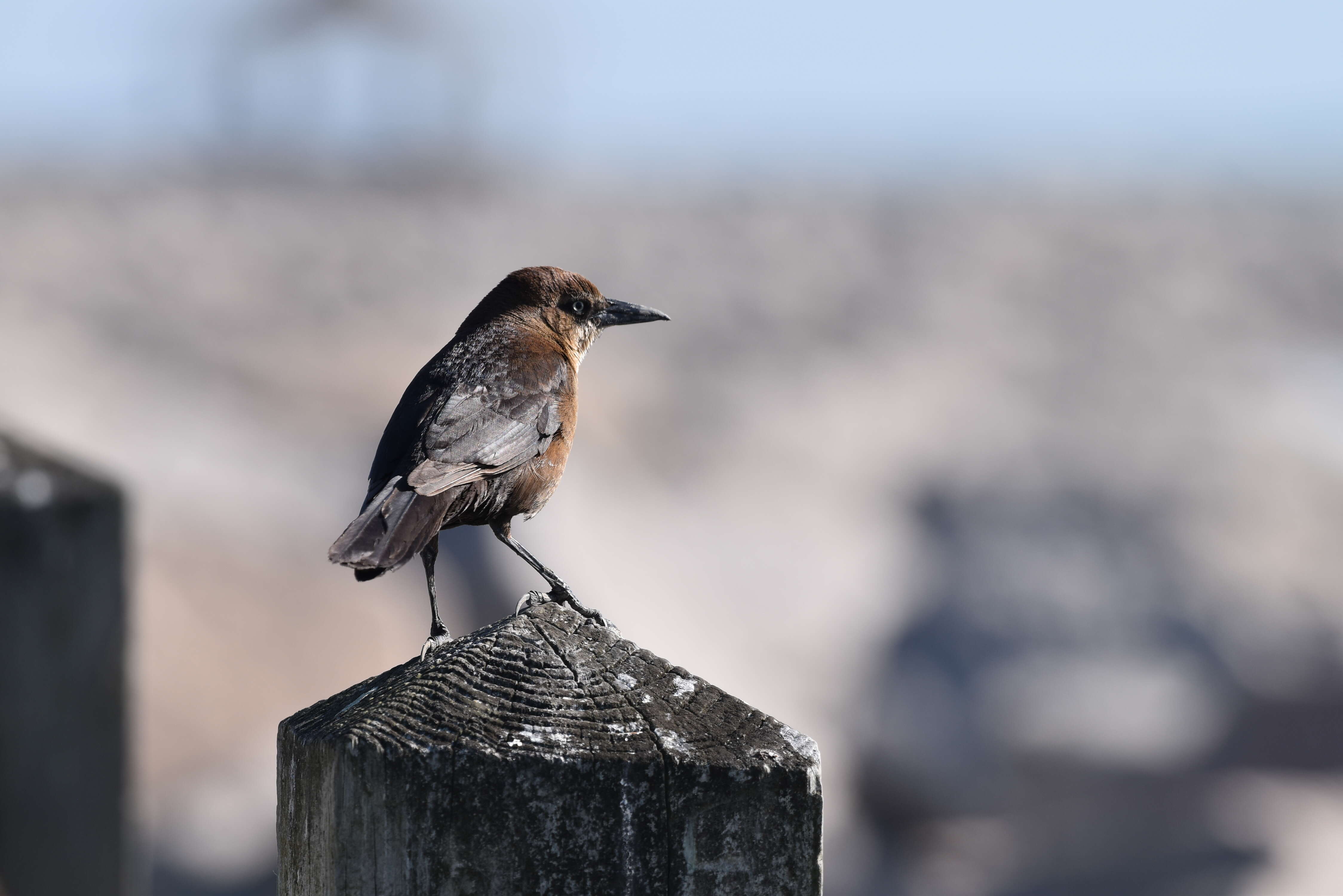 Image of Boat-tailed Grackle