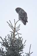 Image of Great Gray Owl