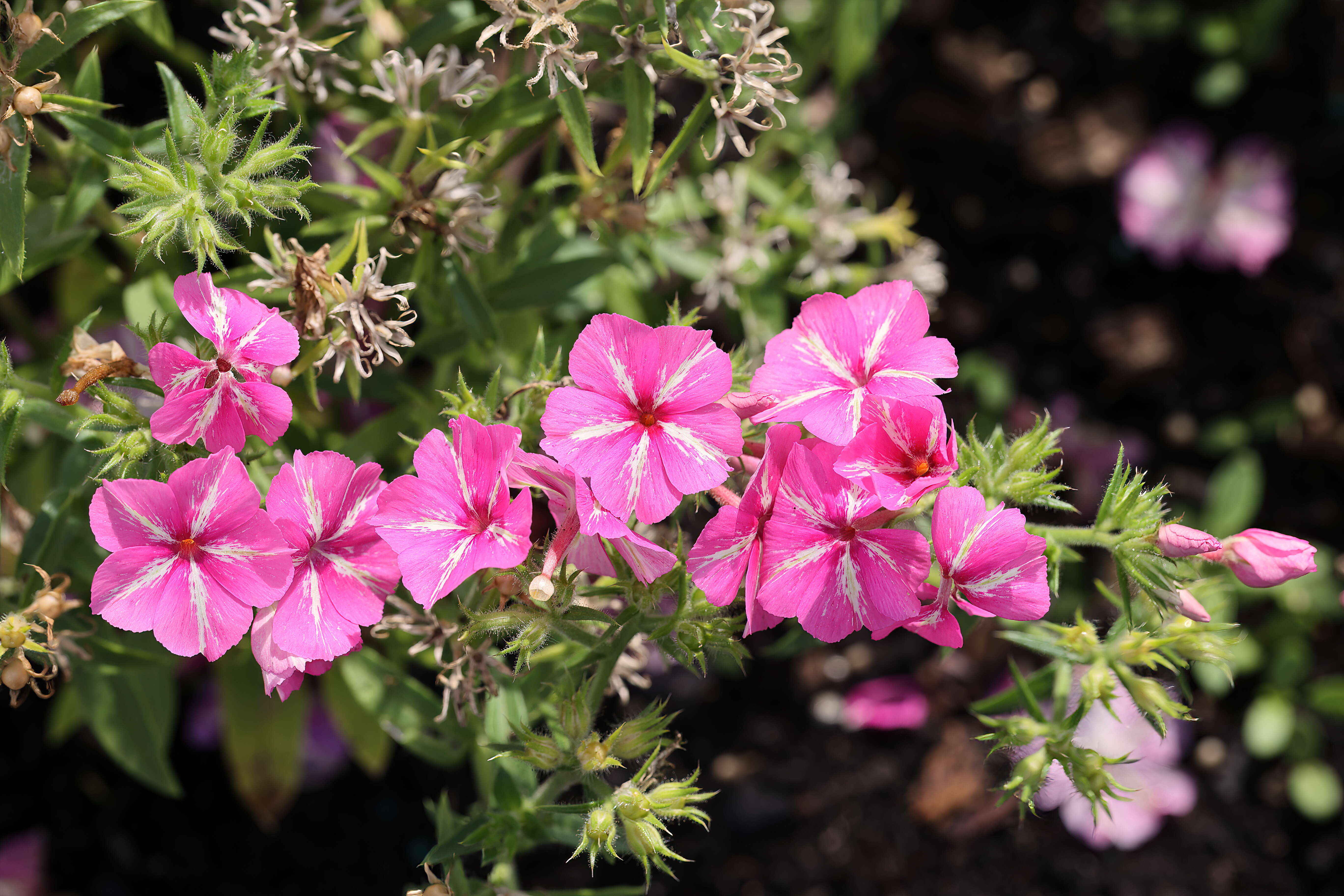 Sivun Phlox pilosa L. kuva