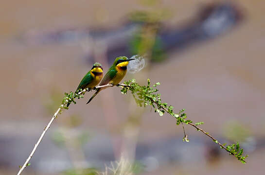 Image of Little Bee-eater