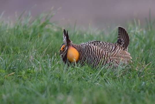 Image of Greater Prairie Chicken