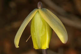 Image of Albuca juncifolia Baker