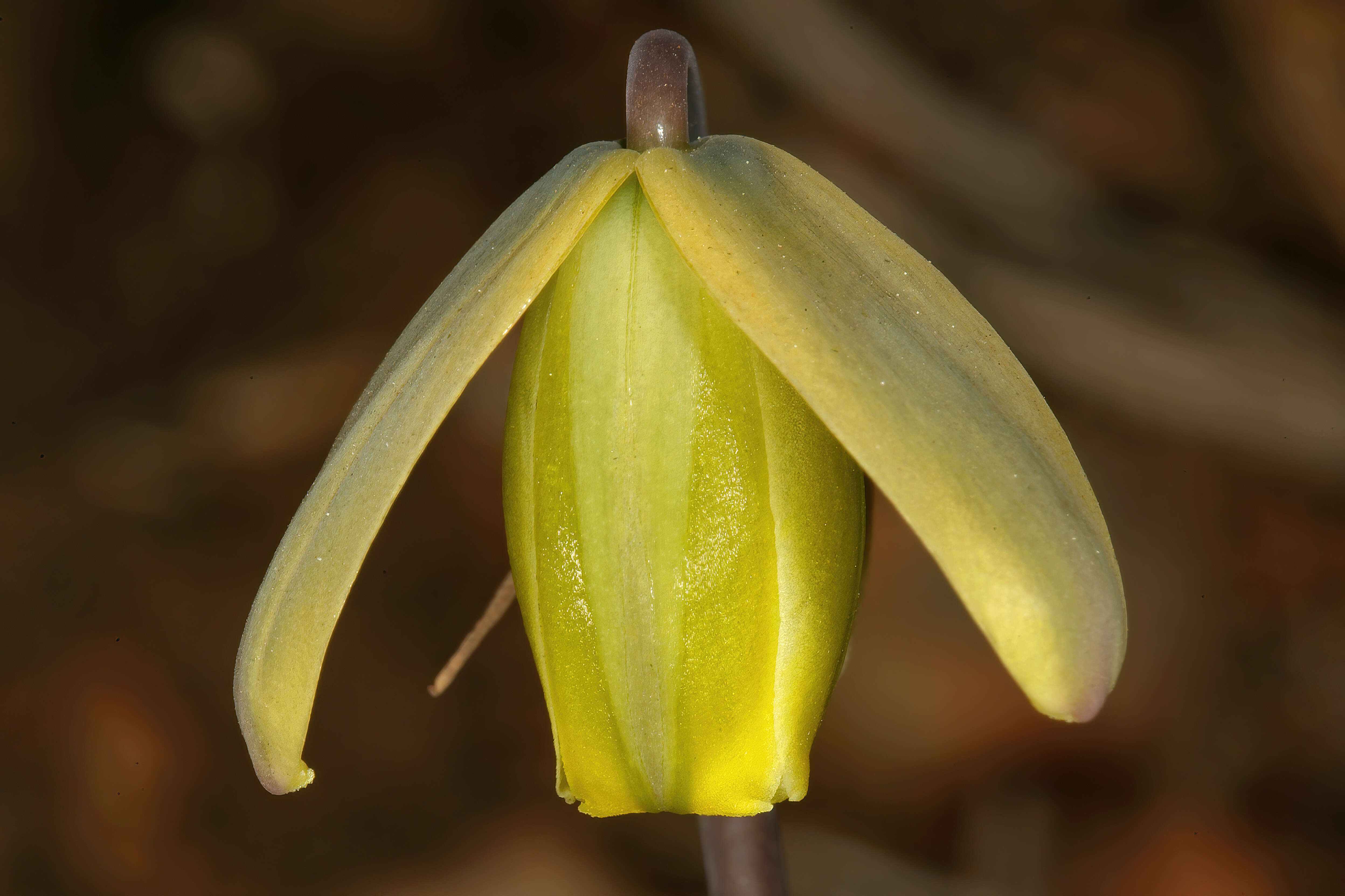 Image of Albuca juncifolia Baker