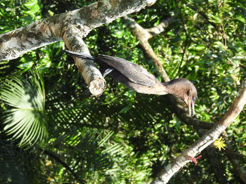 Image of Neotropic Cormorant