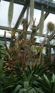 Image of Tillandsia krukoffiana L. B. Sm.