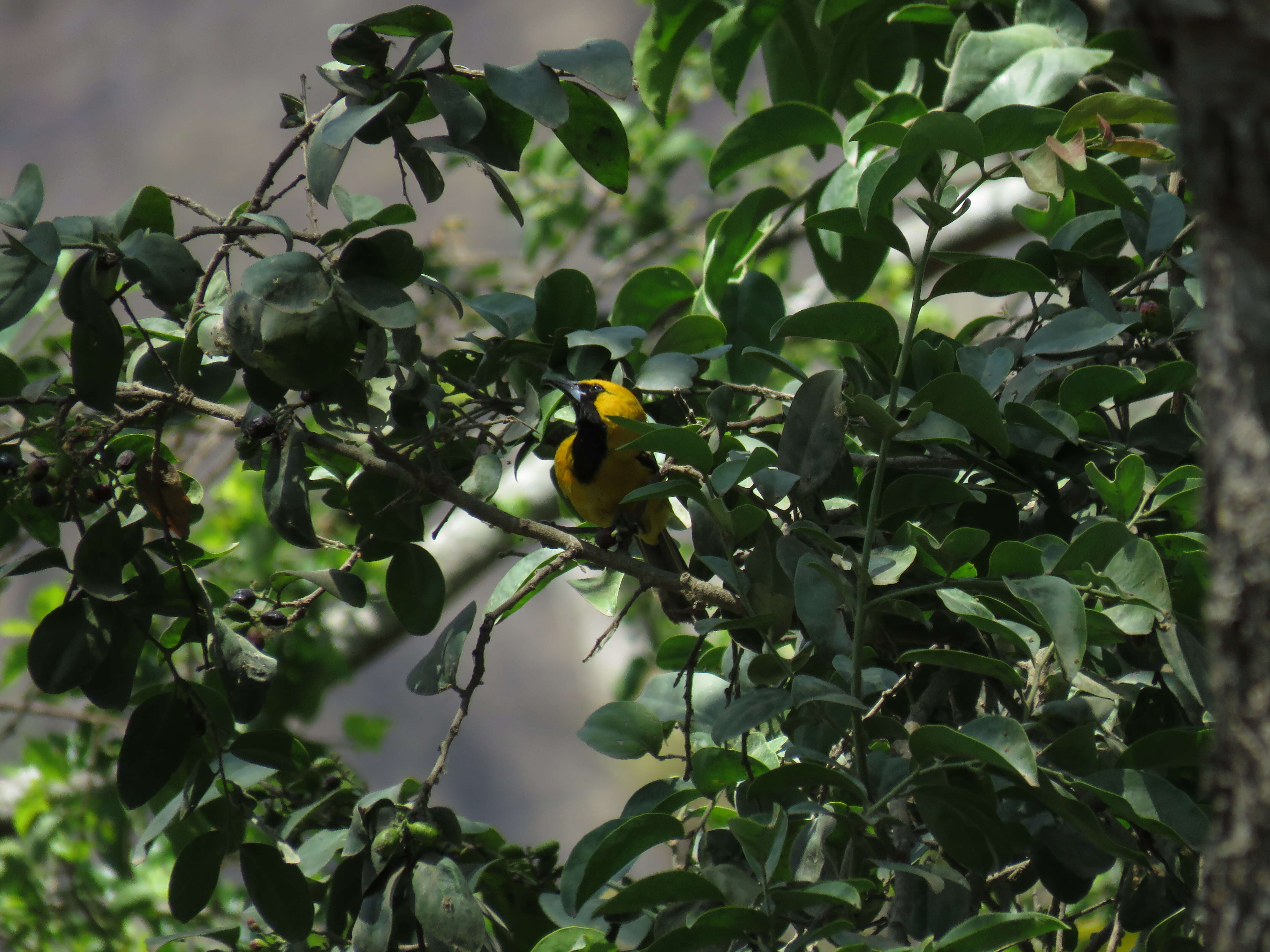 Image of White-edged Oriole