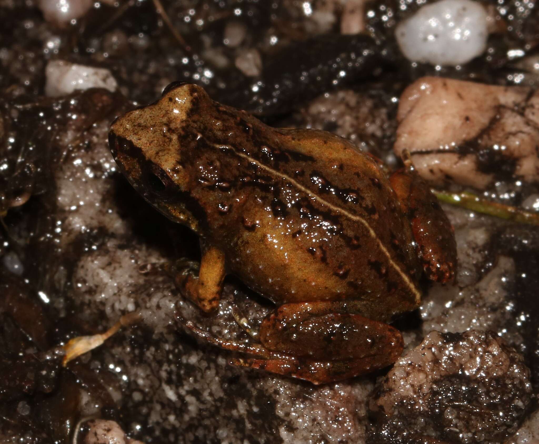 Image of De Villier’s Moss Frog