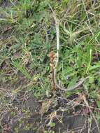 Image of clover broomrape