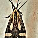 Imagem de Amphelarctia priscilla Schaus 1911
