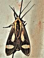 Image of Amphelarctia priscilla Schaus 1911