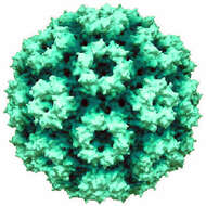 Image of Cowpea chlorotic mottle virus