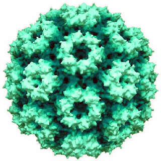 صورة Bromovirus