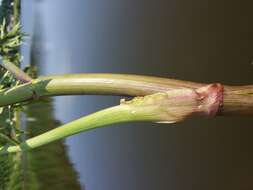 Imagem de Cicuta virosa L.