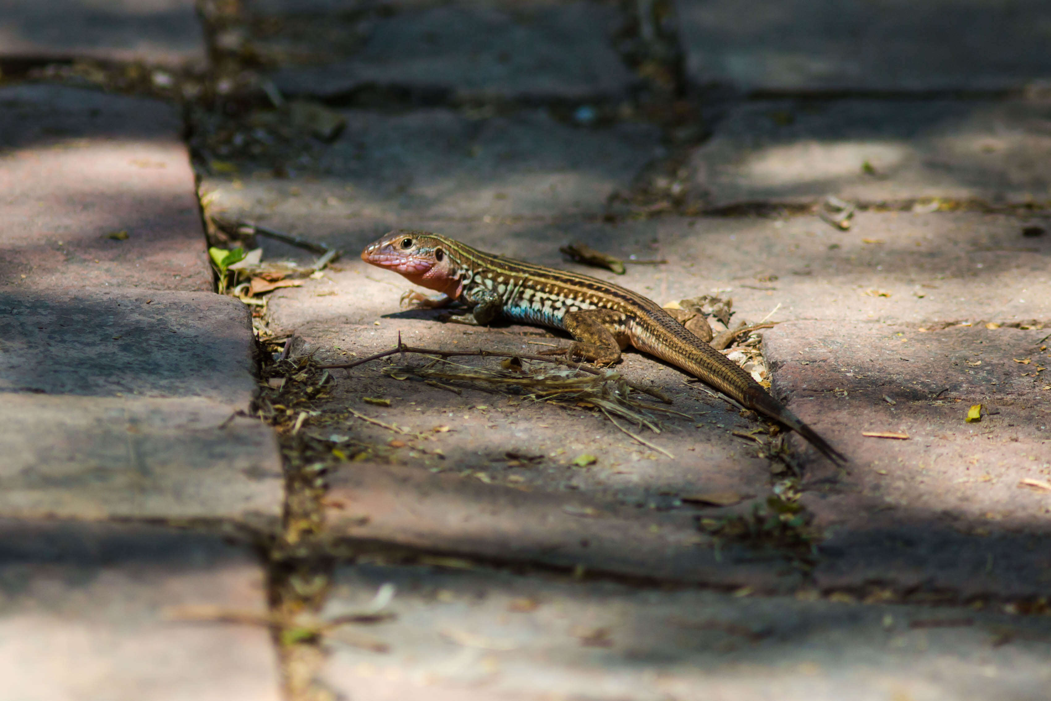 Image of Common Spotted Whiptail