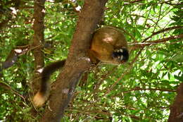 Image of brown lemur