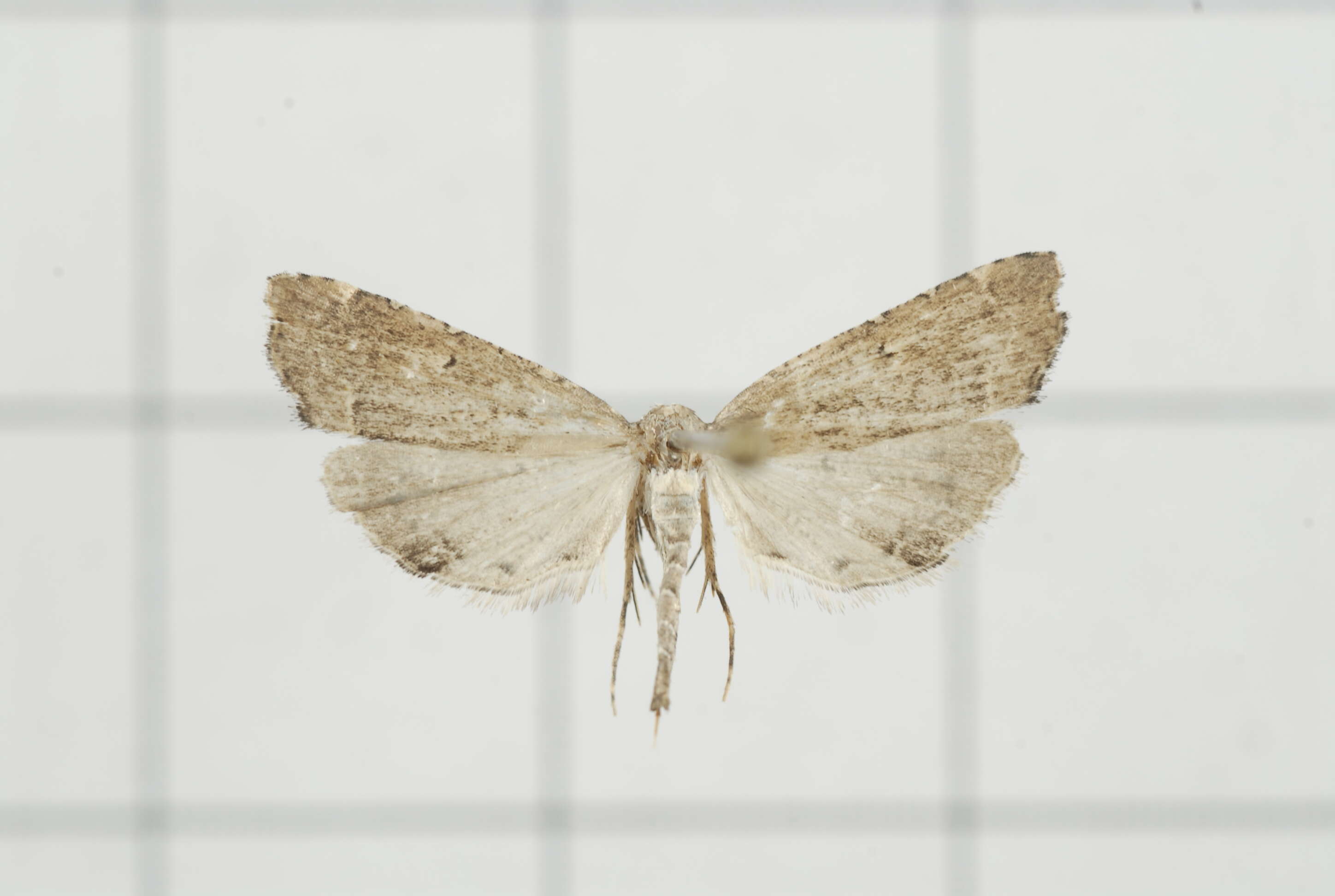 صورة Diplopseustis perieresalis Walker 1859