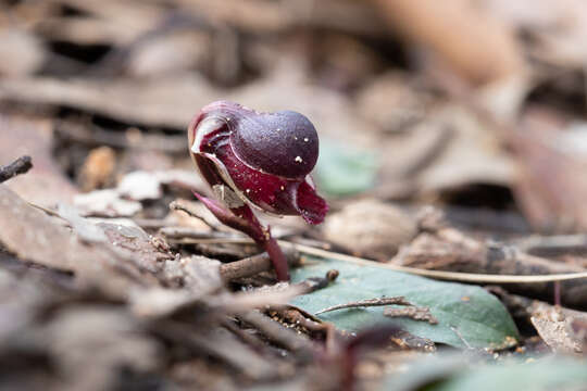 Image of Corybas unguiculatus (R. Br.) Rchb. fil.