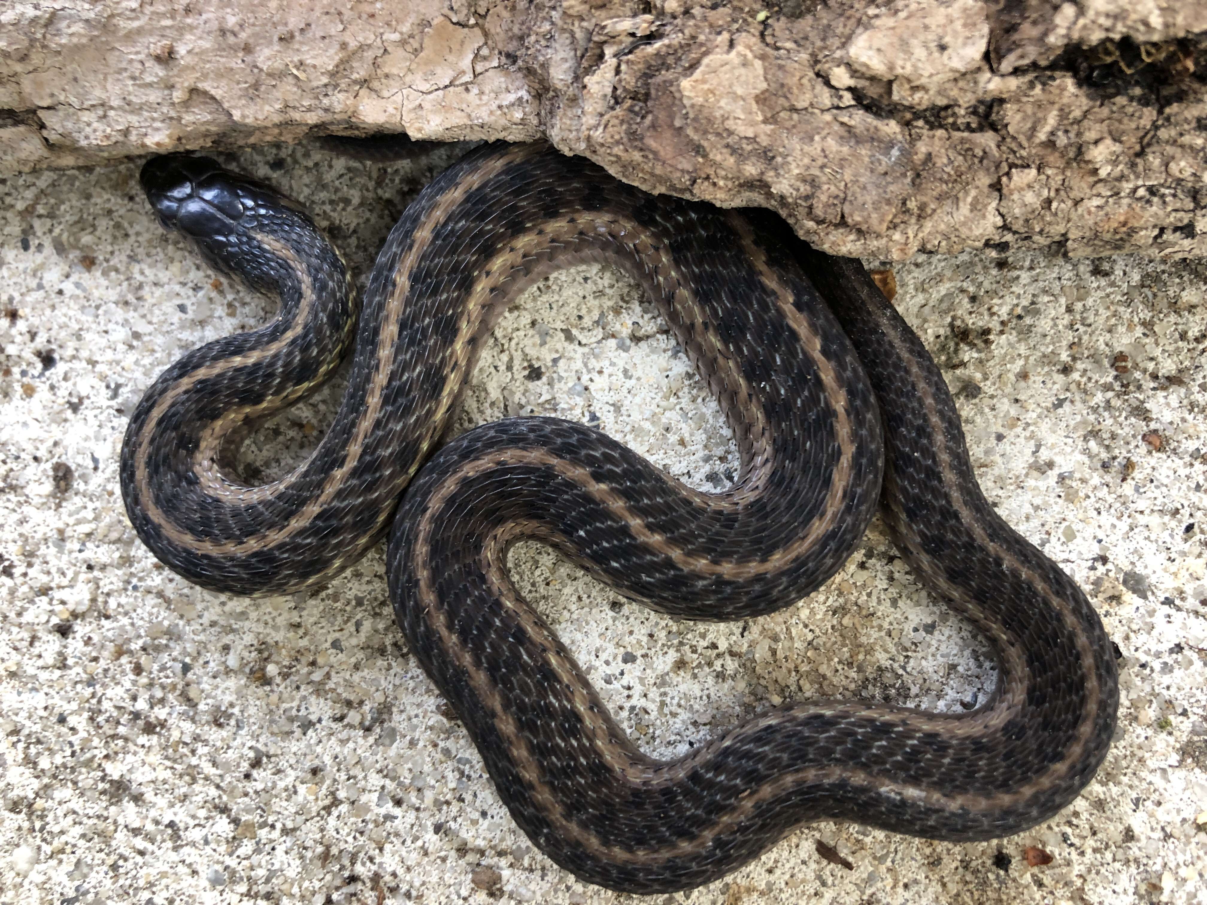 Image of Thamnophis sirtalis sirtalis (Linnaeus 1758)