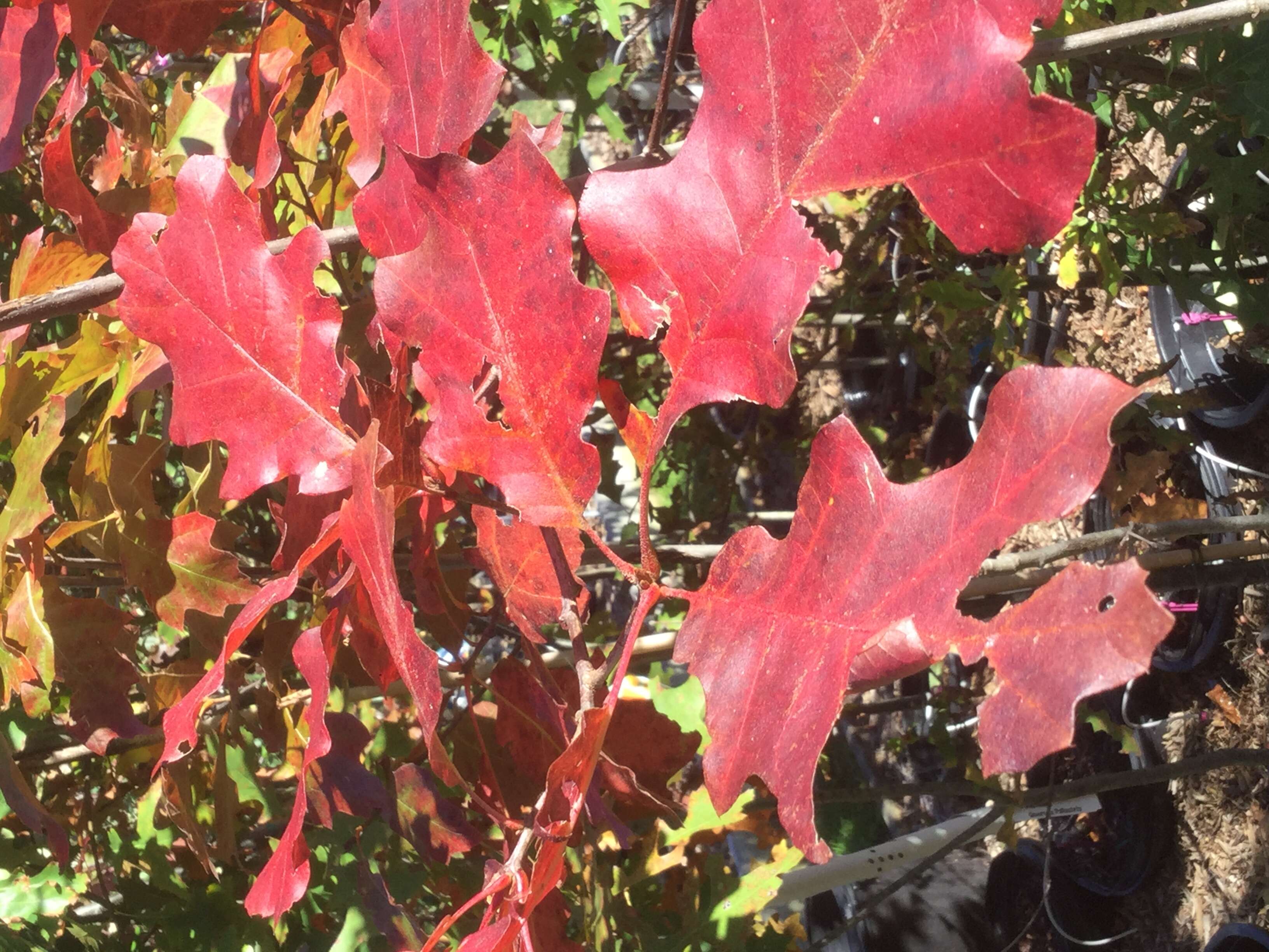 Слика од Quercus velutina Lam.