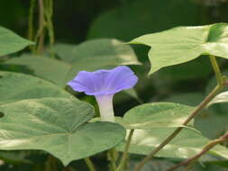 Image of whiteedge morning-glory