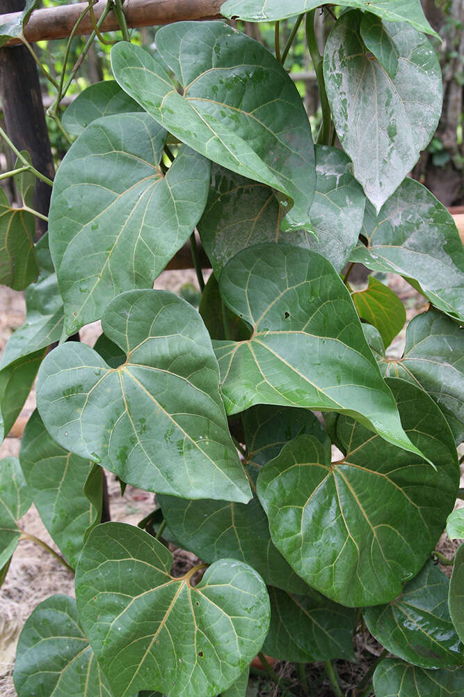 Image of Aristolochia didyma S. Moore