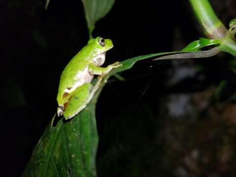 Image of Sierra Juarez Brook Frog