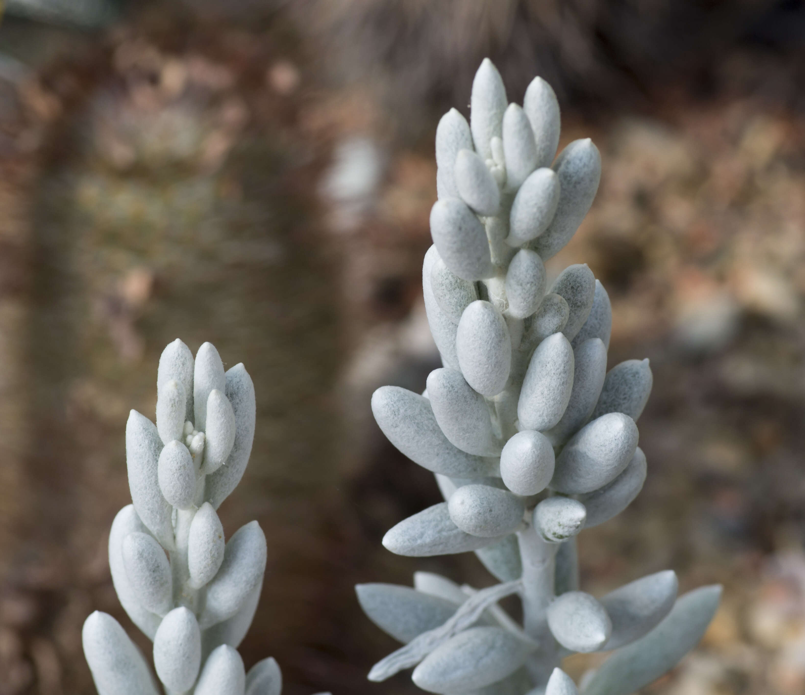 Caputia tomentosa (Haw.) B. Nord. & Pelser resmi