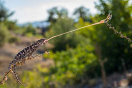 Image de Caméléon commun