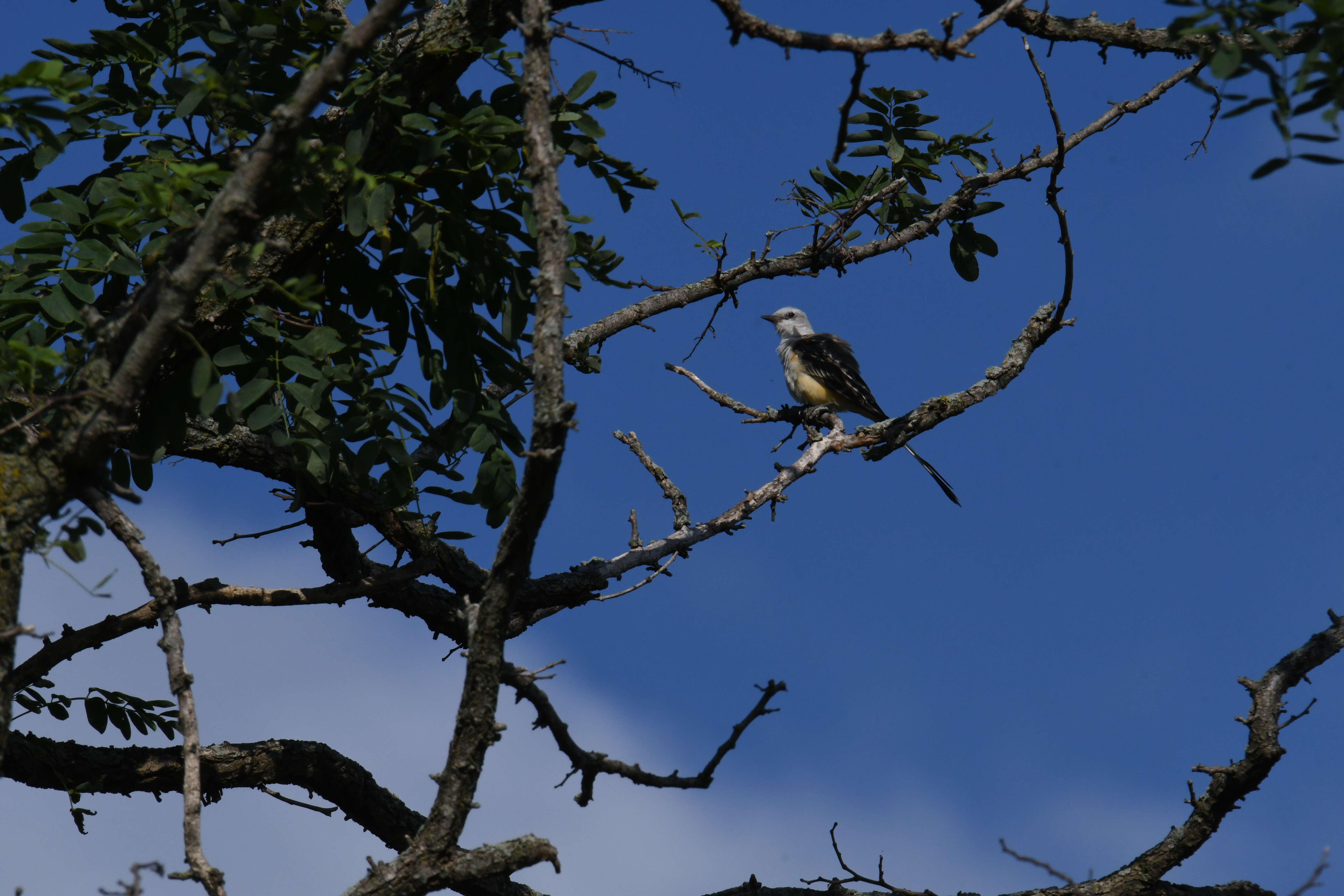 Image of Scissor-tailed Flycatcher