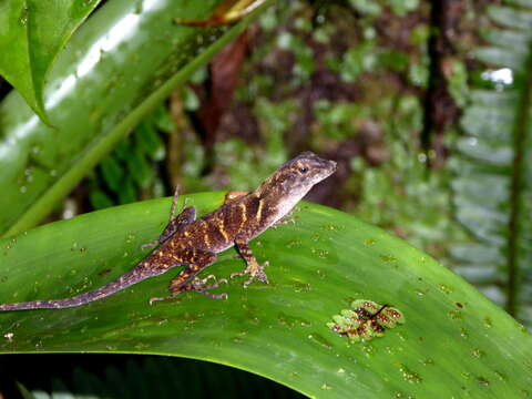 Image of Stuart's Anole