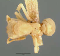 Image de Cyphomyrmex flavidus Pergande 1896