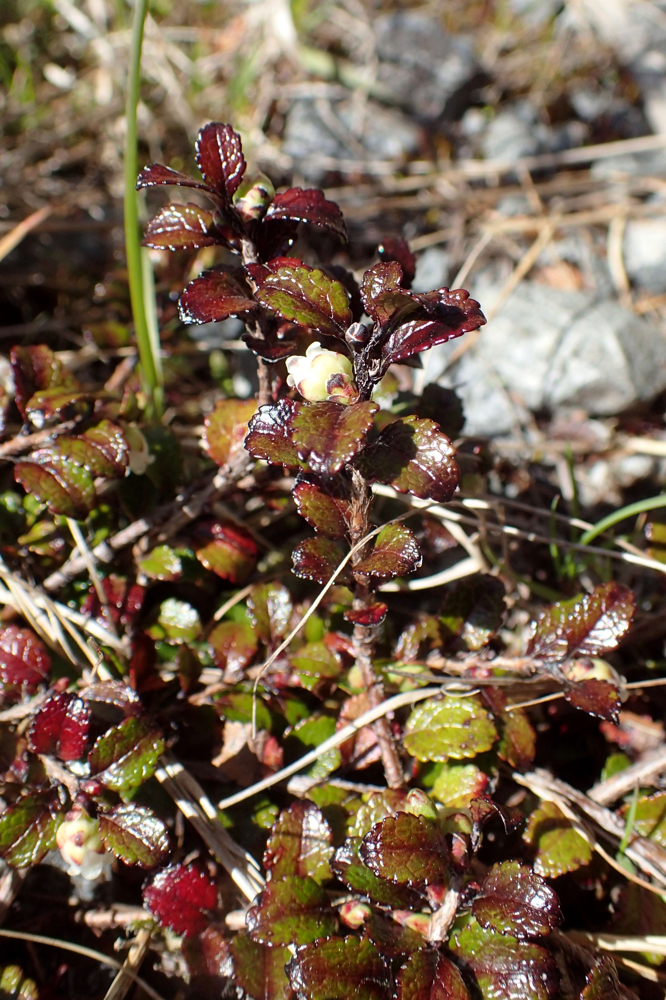 Image of Gaultheria depressa Hook. fil.