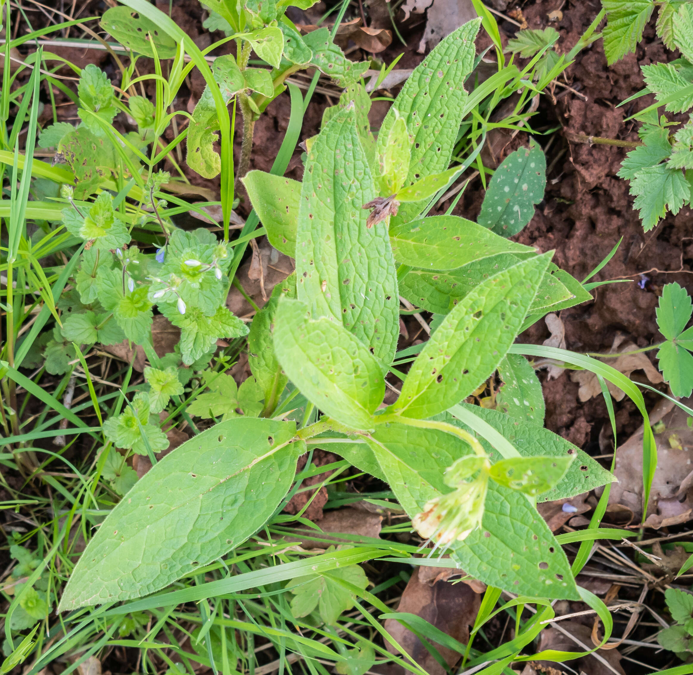 Image of boneset