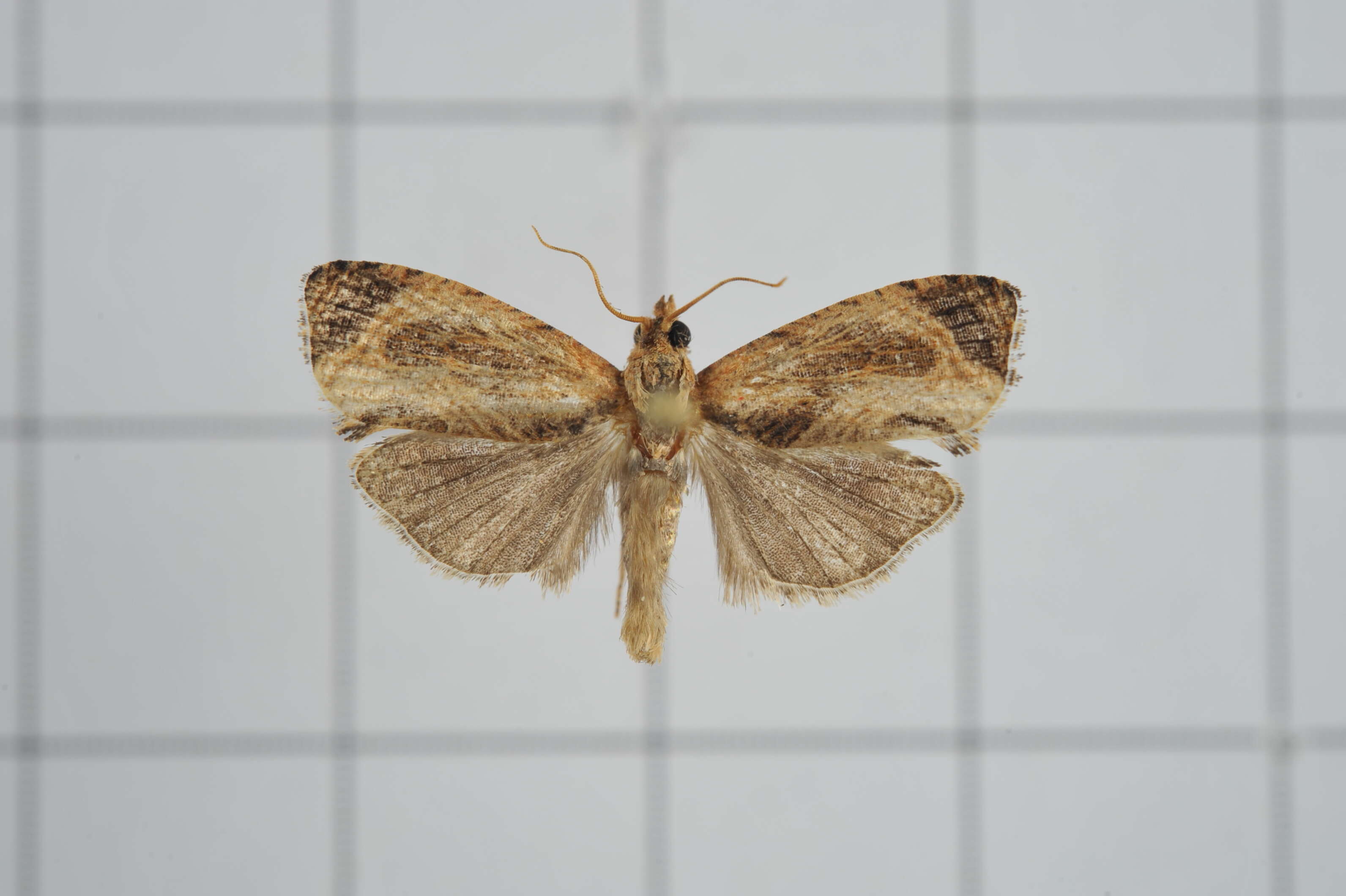 Image of Cryptophlebia repletana Walker 1863