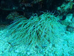 Image of Snakelocks anemone