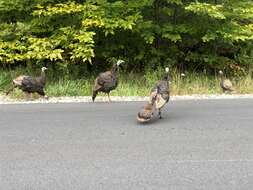 Imagem de Meleagris gallopavo Linnaeus 1758