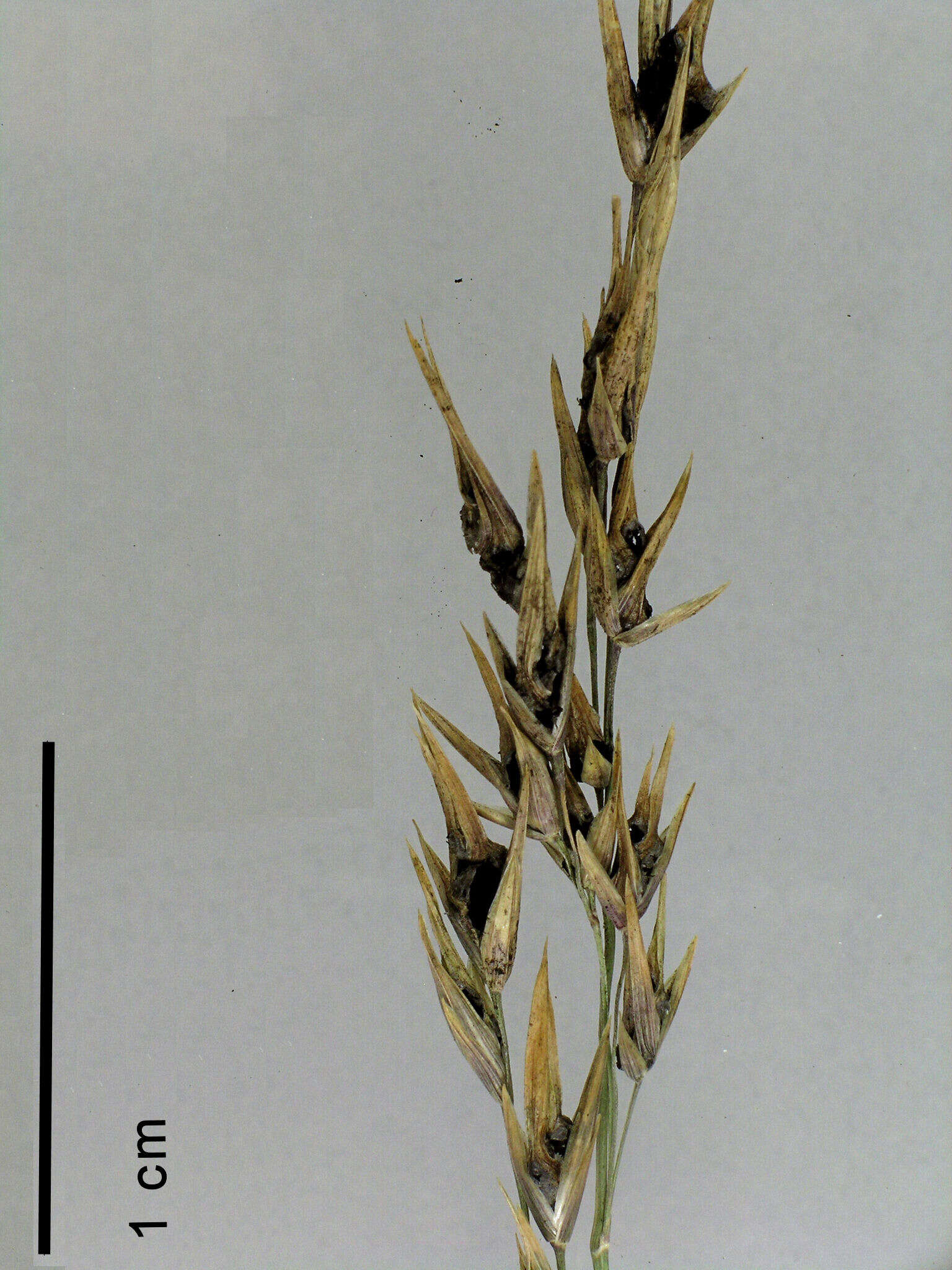 Image of Ustilago avenae (Pers.) Rostr. 1890