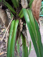 Image of Scrub breadfruit