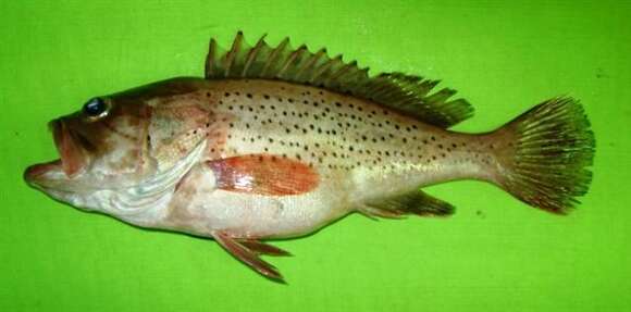 Image of Black-spotted Grouper